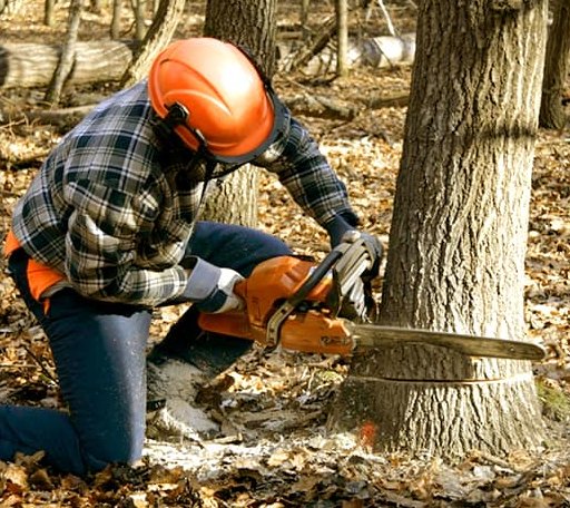 Tree Removal in Milford, DE